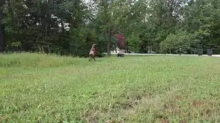 Easy exercise/enrichment - where's your ball?