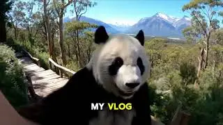 Big Panda Does a Backflip in the Forest 🐼🌲 Just Because