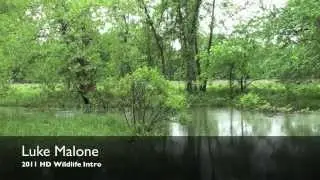 Sample Intro AWFJ HD 2011 LM