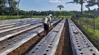 TRADITIONAL SPECIAL TOOLS FOR APPLYING SOIL FERTILIZER BEFORE PLANTING! -Agriculture Farming