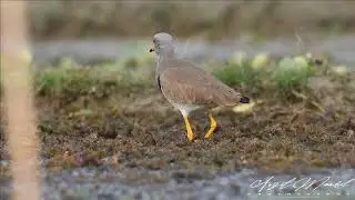 Grey-headed lapwing   || মেটেমাথা টিটি  || Purbasthali, Pakhiraloy, West Bengal, Chupirchor