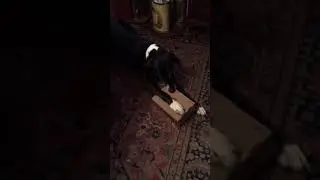 Giant Dog Opens Bark Box