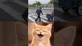 😱🤣 #relatable #funny #cat #dance #shorts