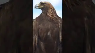 What animal has the best long distance vision?