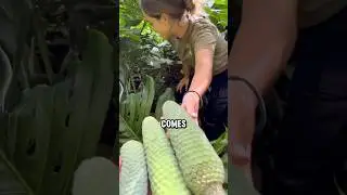 The Exotic Fruit That&rsquo;s Both Deadly and Delicious!