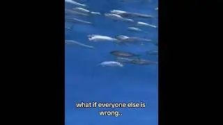 what if everyone else is wrong... #fish #underwater #free