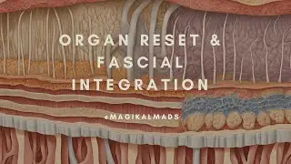Organ Reset & Fascial Integration