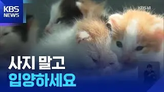 ‘냥줍’만이 운명?…매일 ‘묘생역전’이 이뤄지는 곳 / KBS  2025.04.23.