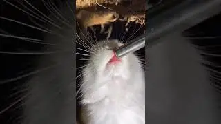 Little pink bunny tongue