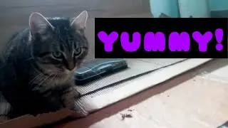 My cat eating a chardboard box