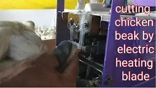 Cutting chicken beak by electric heating blade...