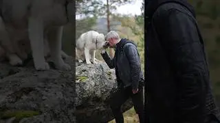 teamwork of wolves full explain 🐺| did you know | #shorts #viral #wolf #teamwork #facts