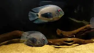 Uaru Amphiacanthoides