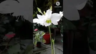 Amazon Lily/Indoor Flowering Plant Amazon Lily/#shorts
