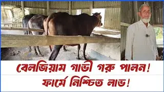 Belgian Cow Farming! Guaranteed Profits on the Farm!