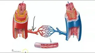 Blood vessel types and structure
