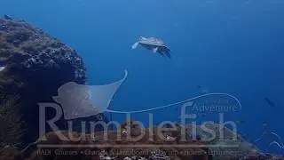 World Turtle Day 2020
