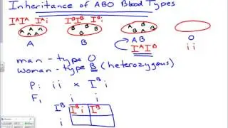 Inheritance of ABO Blood Types