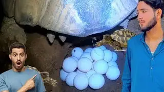 Tortoise Laying Eggs 