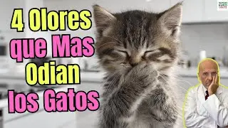 🐱👃LOS 4 OLORES QUE MAS ODIAN LOS GATOS🐱👃