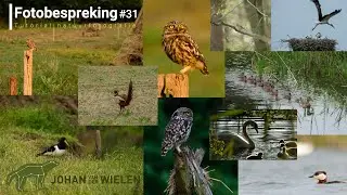 Fotobespreking #31 - vogels
