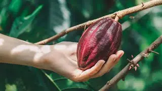 The Serene Art of Cacao Farming