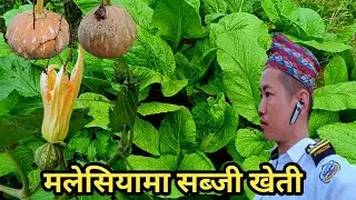 मलेसियाको गाउँमा अर्गानिक रायो साग दिउती समय लगाएको हेर्नुस् #lbrai #malaysia #villagevlog