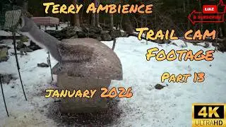 Trail Camera Footage January 2026 Part 13