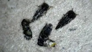 Psyllids hatched