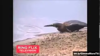 Top Funny Birds Video Compilation