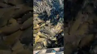 Mansar lake (Jammu &kashmir )#fish #mansar