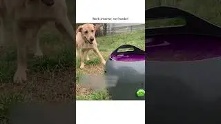 Funny Pup Plays Fetch with Robot!