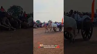 ಅಕ್ಕಿಮರಡಿ ಹೋರಿಗಳು 😍 ಜಿಗಿತಾ 🔥#khillar #janpada #terabandirace #reels #race #karnataka #hori