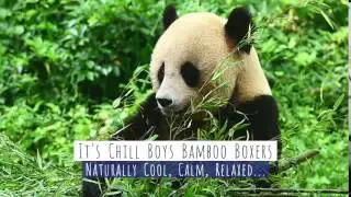 Chill Boys Bamboo Boxers Panda Ad