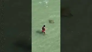 Stingray (Cownose Ray) scares woman wading in #ocean in #florida. #nature #sea #funny #wildlife
