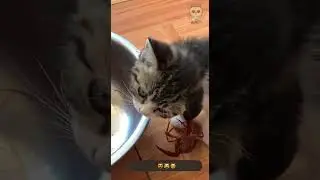 #cat #dibbles #catvideo #funnycat #funnycatvideo