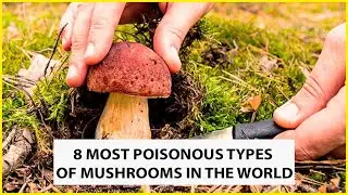 8 Most Poisonous Types Of Mushrooms | Mushroom Causes More Than 7000 Death Each Year | UNKNOWN FACTS