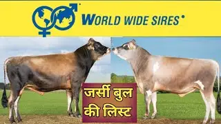 World wide sire के जर्सी बुल की list 