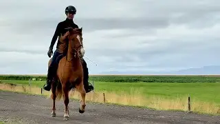 FOR SALE - Hamur &ndash; T&ouml;lt noch jung, aber Herz schon gro&szlig; 🧡🐴