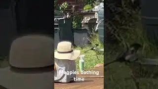 Magpies bathing