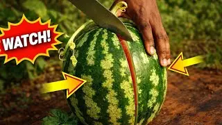 Rare Fruit Cutting ASMR 😋  Ultra satisfying Crisp Cuts, Juicy Sounds & Close-up Relaxation 