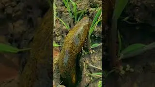 #Amazing Hooking Eel Fish/ Kusiya mas