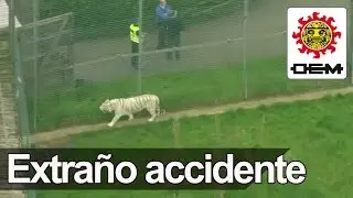 Extra&ntilde;o accidente en zool&oacute;gico del Reino Unido / OEM