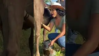 Cowgirl having fun with Donkey 🐎🐎 #cowgirl #milking #funny