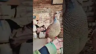 #dakniteetar #dakniteetervoice