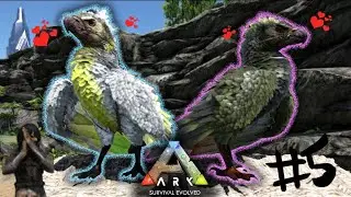 Taming the XXXL BIRDS and STAT BREEDING | ARK: The Island  | EPISODE 5