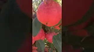 Apple farm in France #videoviral #suggestedvideo #travel #vlogs