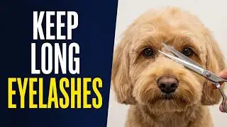 My Dog Eyelashes Are So Beautiful I Don't Want To Trim it! I Show You How To keep it Step by Step