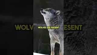🐺 Letting Wolves Roam Free: A Life-Saving Solution? #truefacts
