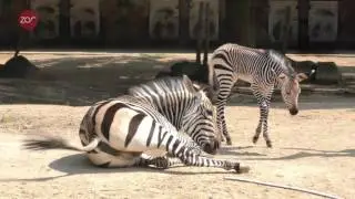 Zebraveulen @ZOOantwerpen / B&eacute;b&eacute; z&egrave;bre @ZOOanvers